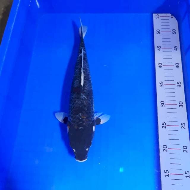 Karasugoi 32cm