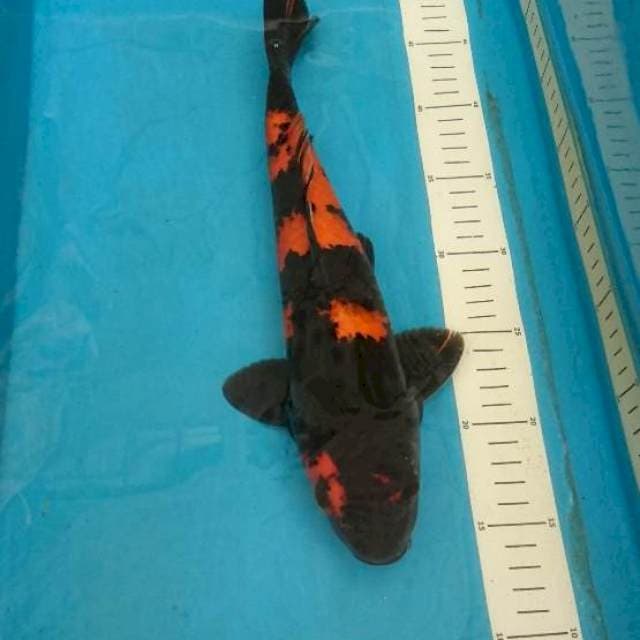 Hi Utsuri 34cm