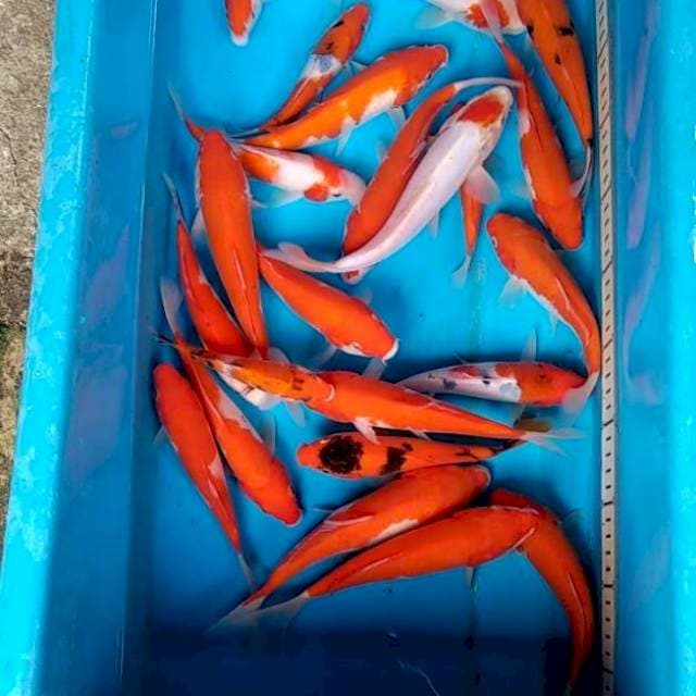 Paket kohaku sanke 24cm