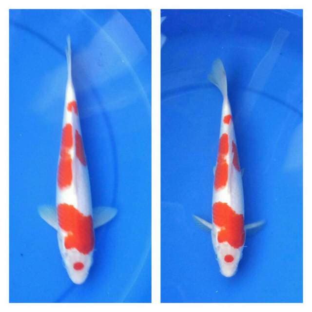 Kohaku ori 100%