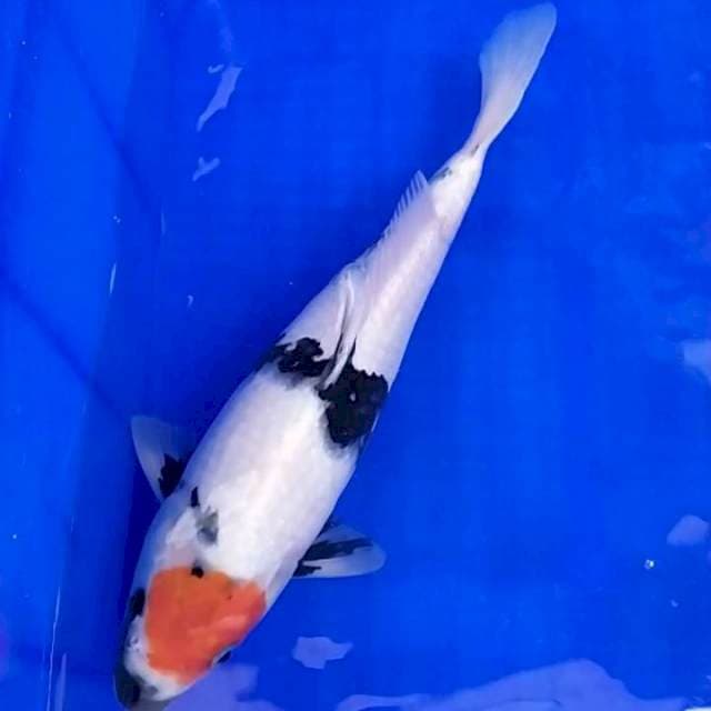Tancho Showa 33cm