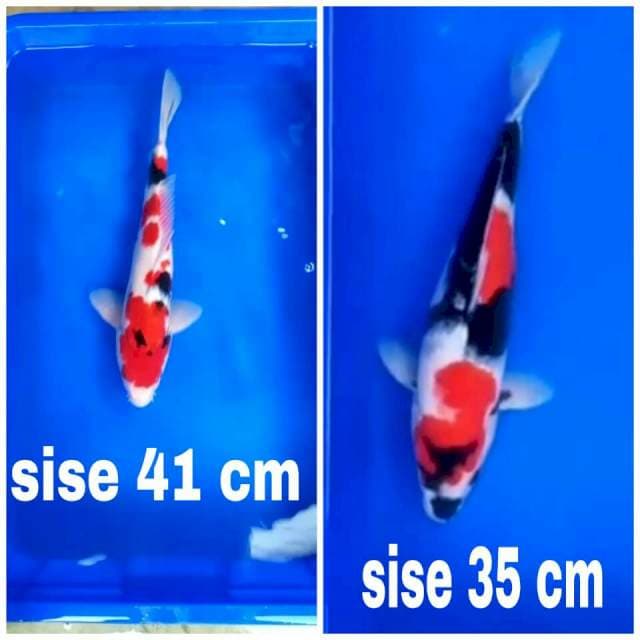 Duo sejoli showa jos 35-41 cm