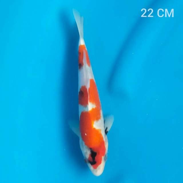 Showa 22cm