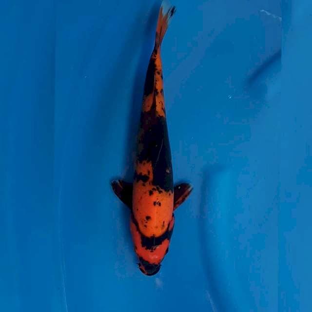 Hi utsuri 37cm