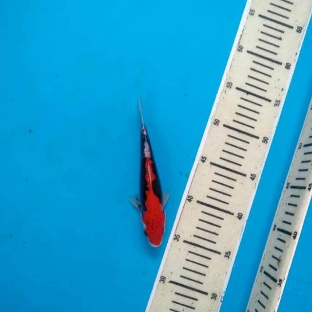 Kumonryu juoss menggila merah nyo