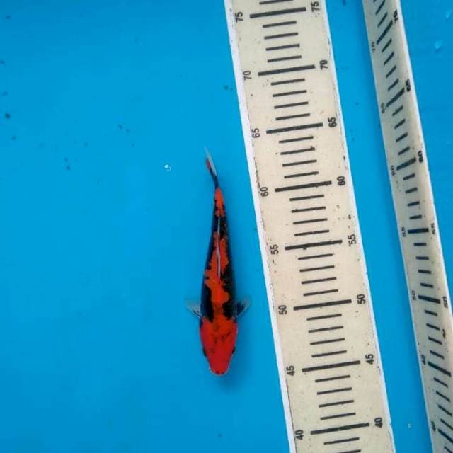Kumonryu hot merah hitam nyo