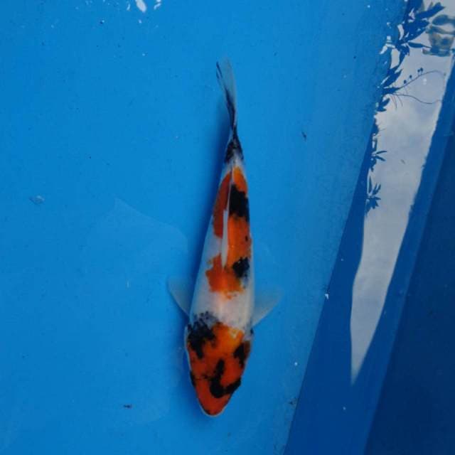 Showa