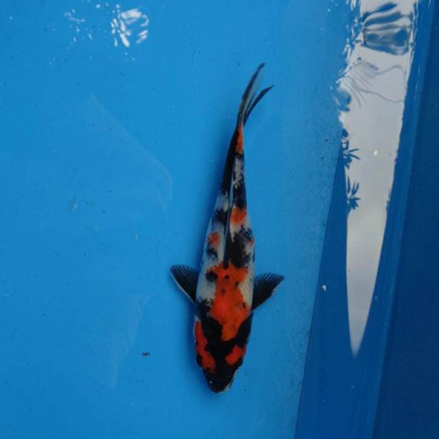 Showa