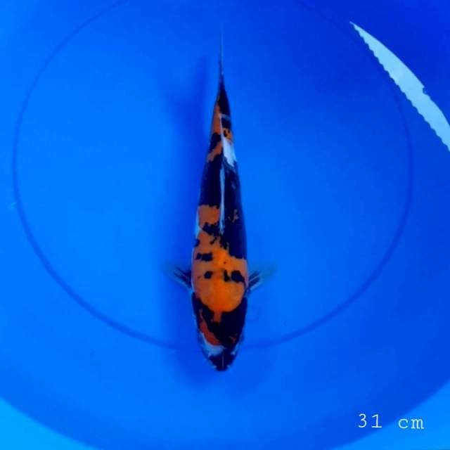 Doitsu showa 31 cm