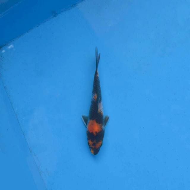 Showa F1