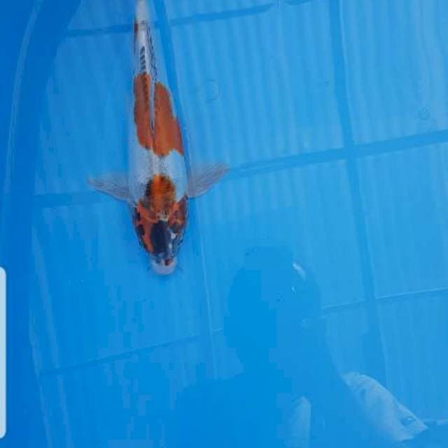 Kiko