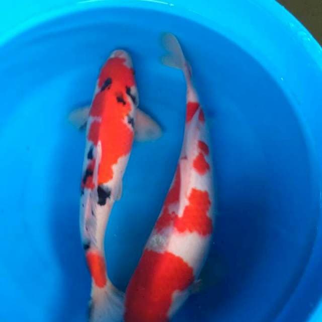 Sk duet