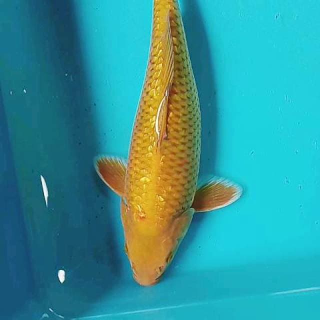 Cagoi ginrin 30cm