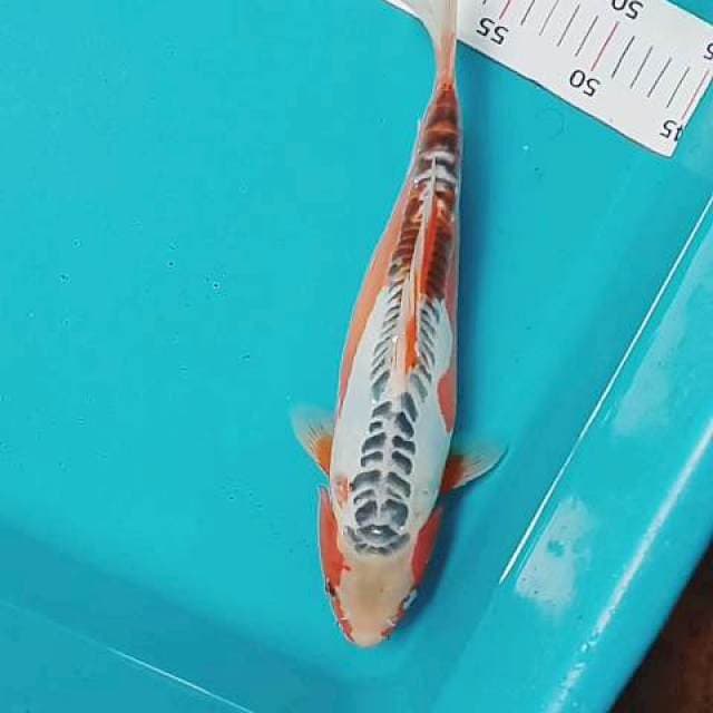 Hana 32 cm