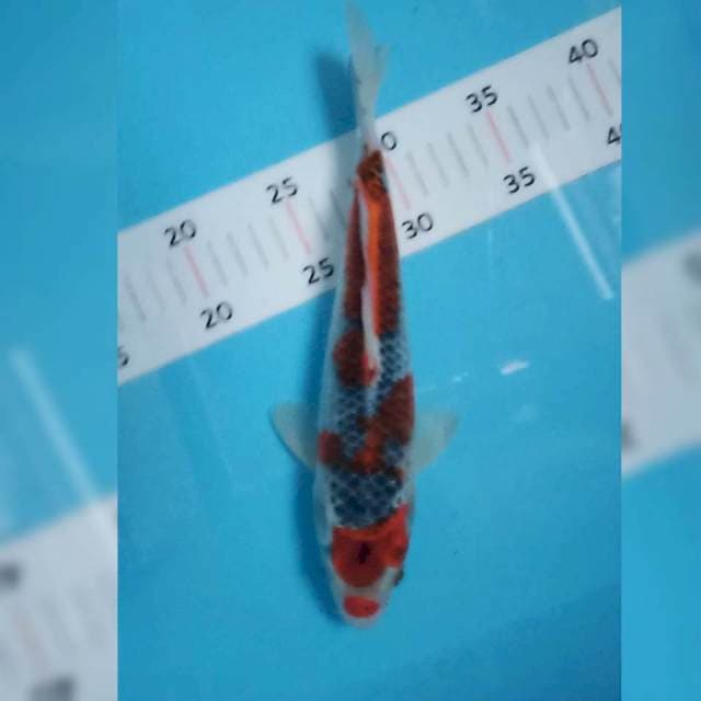 Kujaku siip 26cm