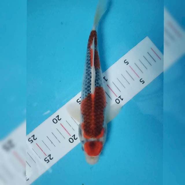 Maruten kujaku siip 25cm