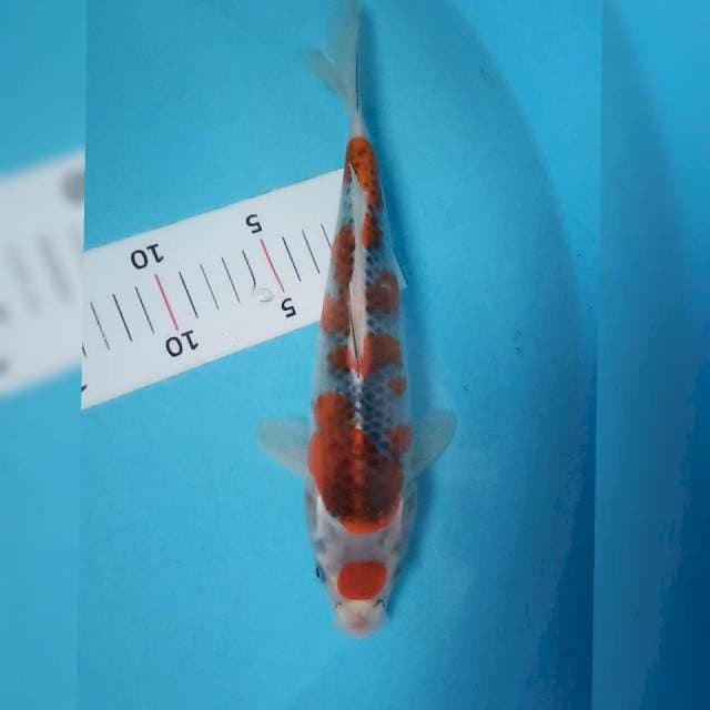 Maruten kujaku siip 28cm