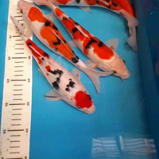Kohaku sanke 22 sampai 26 cm
