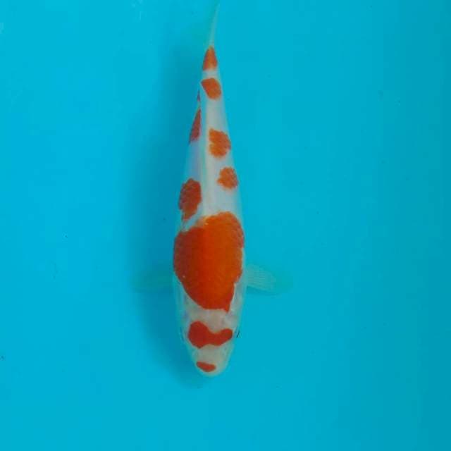 Kohaku Kucibeni, 21 cm