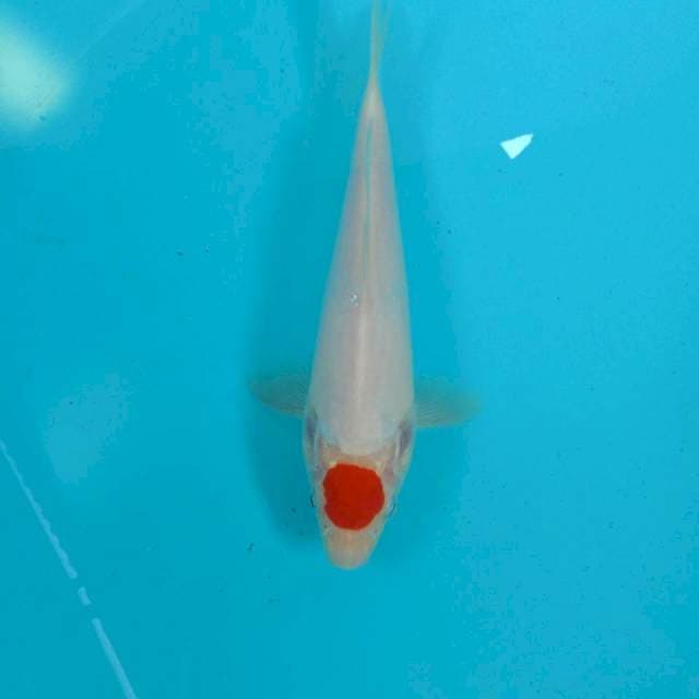 Tancho kohaku, 21 cm