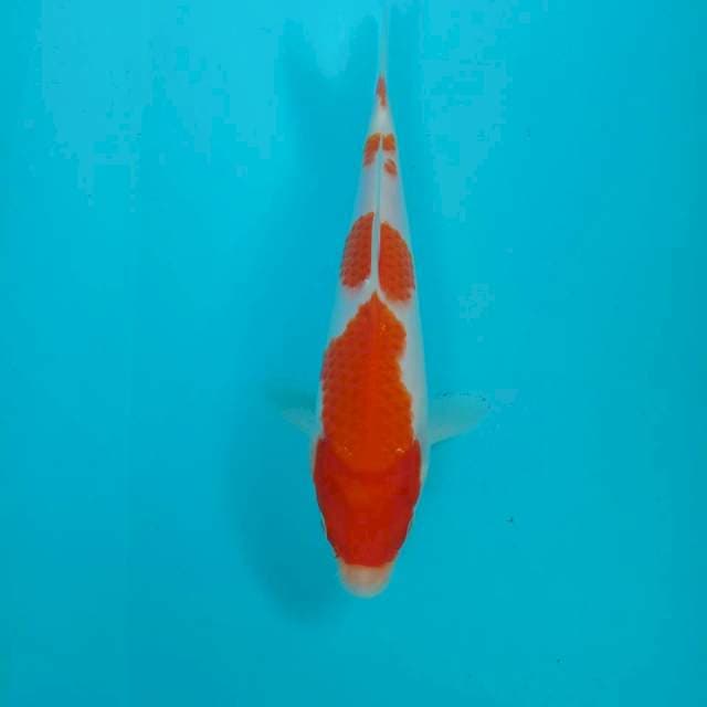 Kohaku, 23 cm