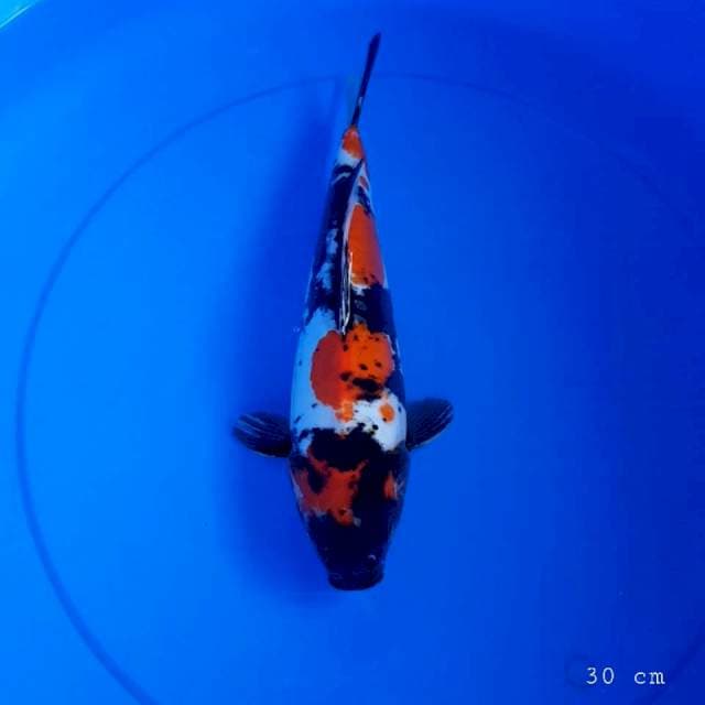 Doitsu showa 30 cm