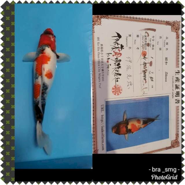 Kindai Showa serti isa farm