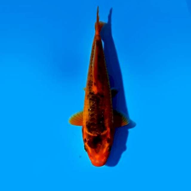 Aka matsuba 22 cm