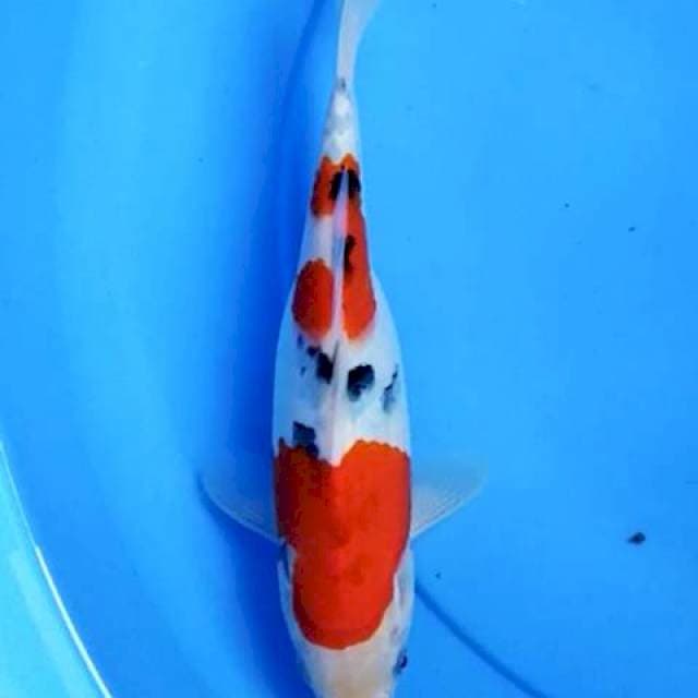 Sanke 25 cm