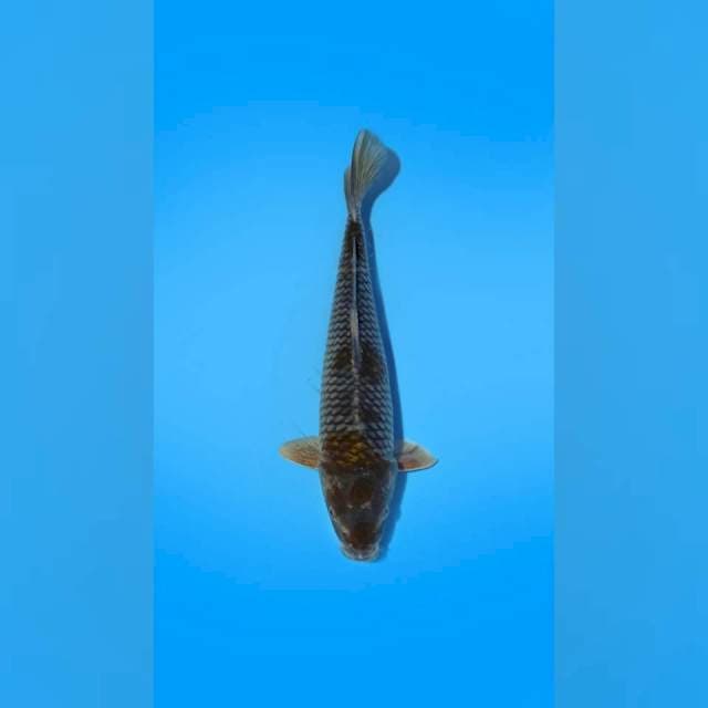 Ochiba 33 cm