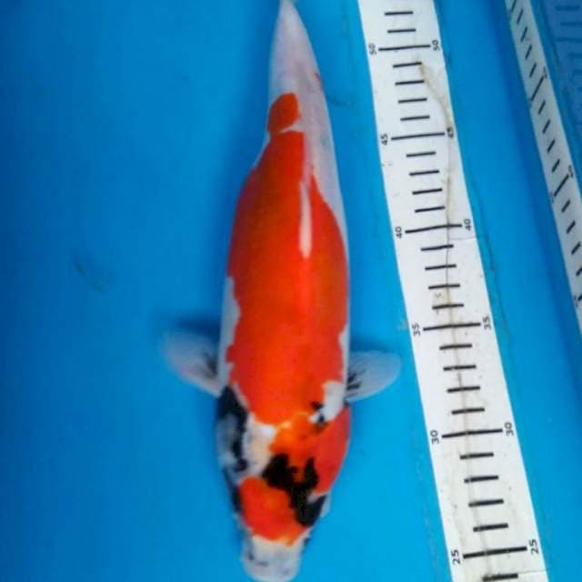 DOITSU SHOWA 31 cm