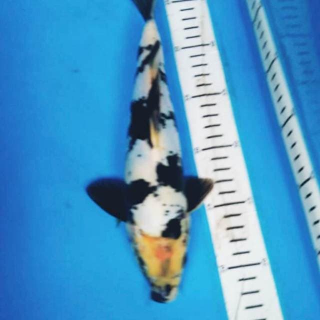 DOITSU SHiRO 29 cm