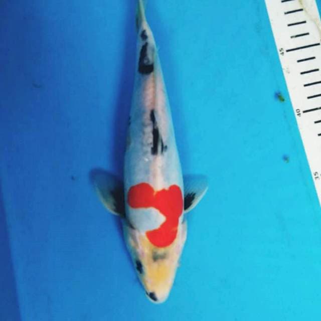 DOITSU SHOWA 24 cm