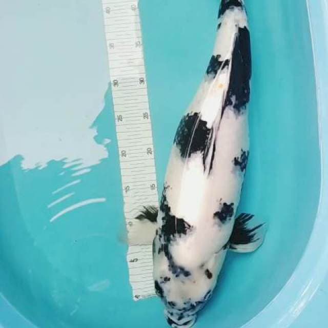 Shiro Utsuri F1 Konichi Farm non Serti.