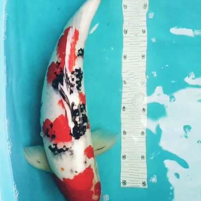 Shanke f1 Konichi Farm non serti