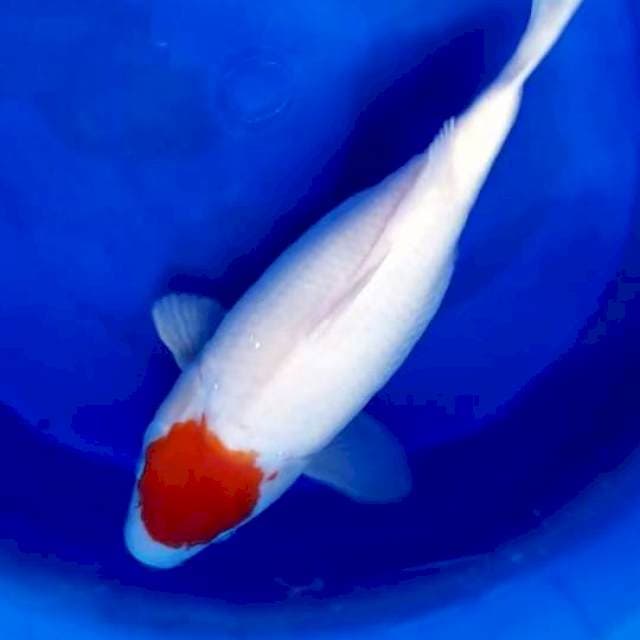 SHORTBODY TANCHO 36 CM