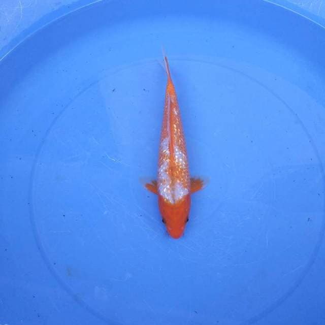 Asagi 26 cm