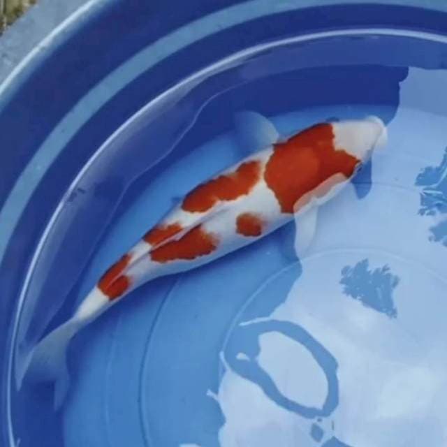 Kohaku ceplok