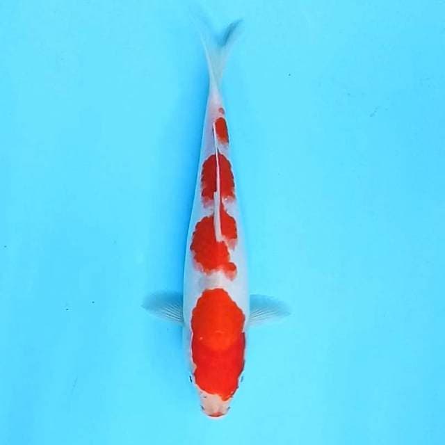 4. Kohaku Step || 27 cm