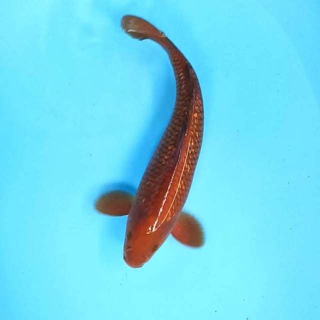 6. Tembaga Ginrin || 33 cm || Male