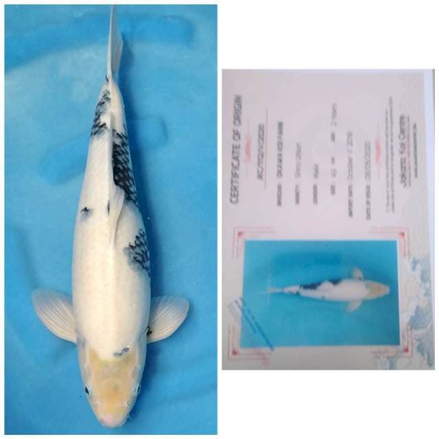 Okawa Jumbo Shiro