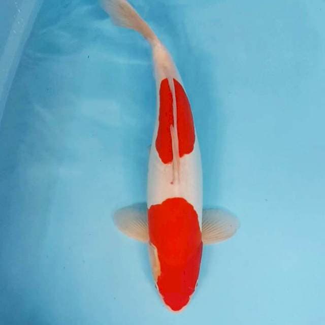 KOHAKU DOITSU