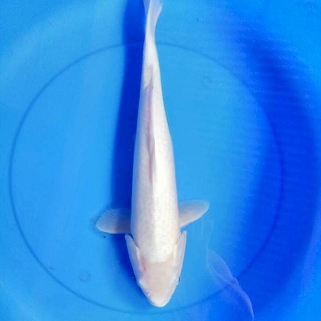 Jumbo 45 cm