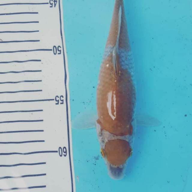 Ochiba 24cm