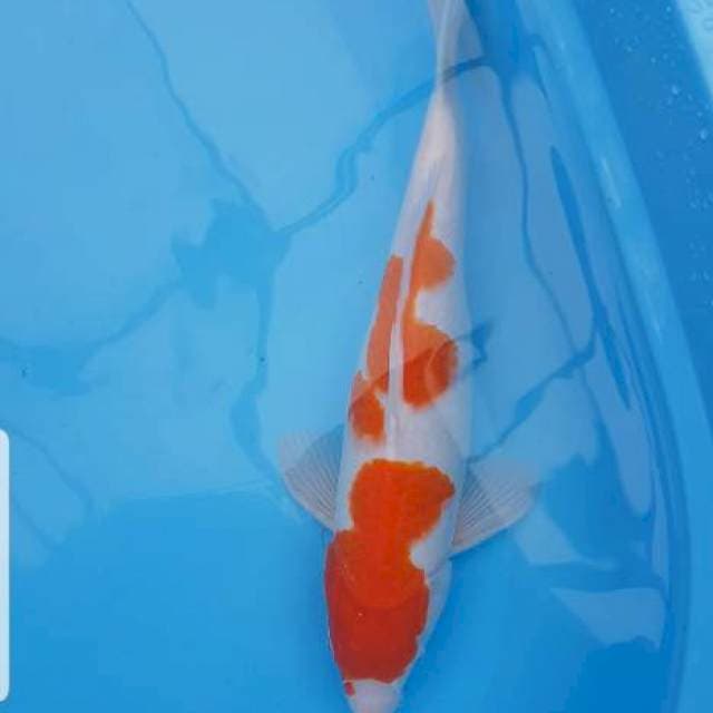 Kohaku