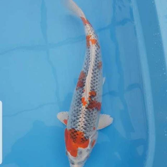 Kujaku