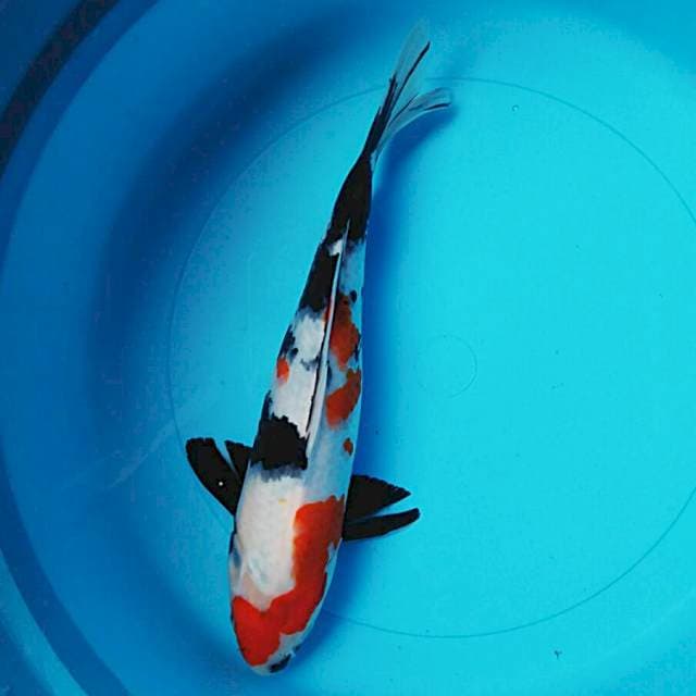 Showa 30cm