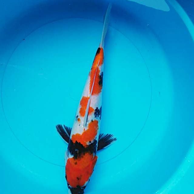Showa 33cm