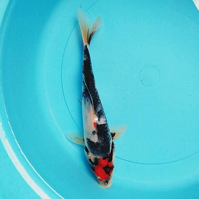 Showa 25cm