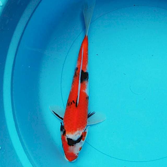 Showa josss 26cm